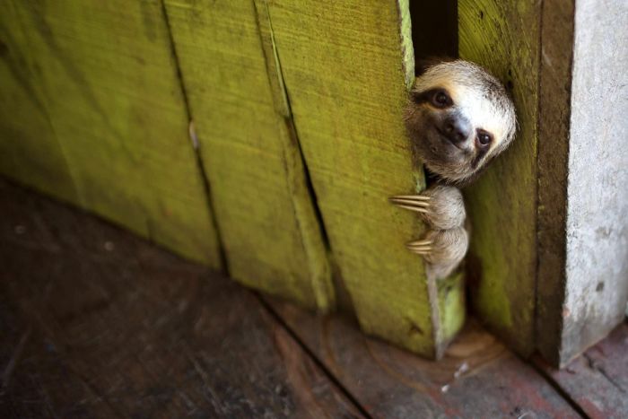 Presenting…. 10 Of The Cutest Sloths In The World!…