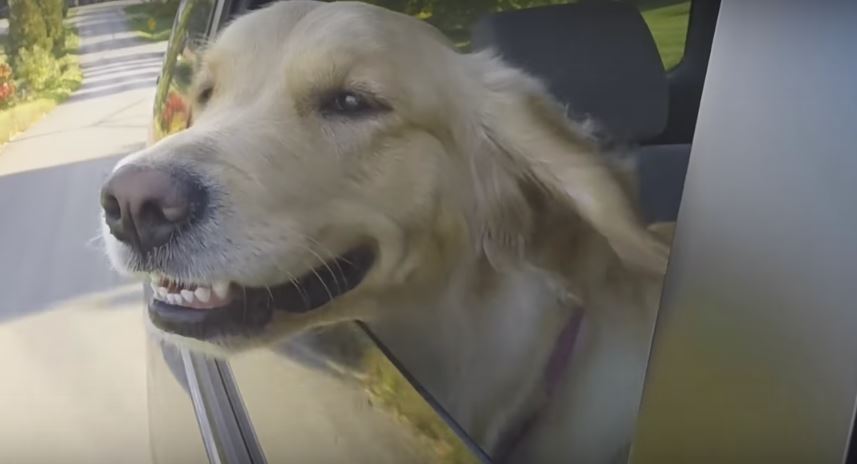 Dog Sticks Her Head Out The Car Window… Then…