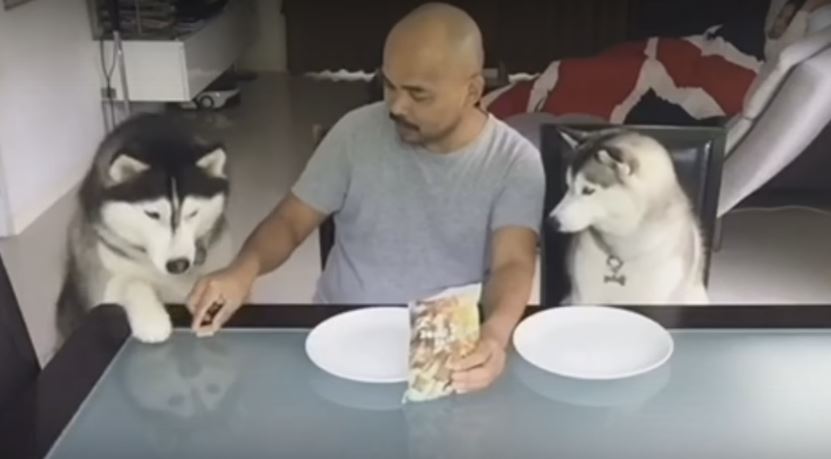 Watch These Two Huskies’ Fun Snack Session With Their…