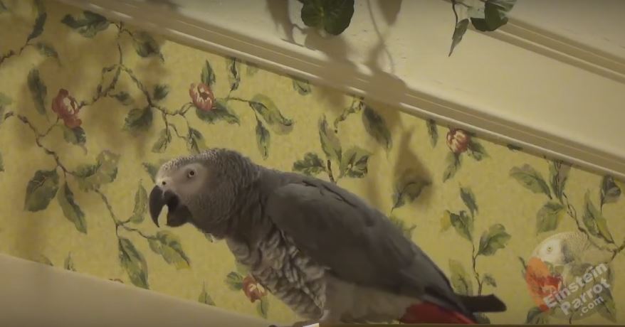 Parrot Never Fails To Say ‘God Bless You’ After…