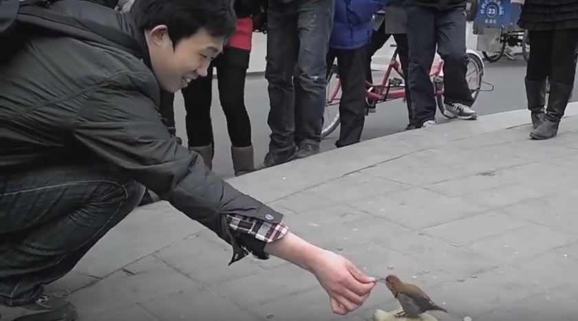 Bird Street Performer Amazes People With Its Brilliant Coin…