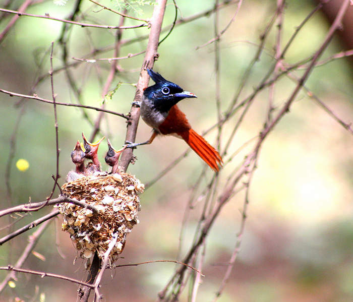 16 Heartwarming Photos Of Momma Birds With Their Babies.…