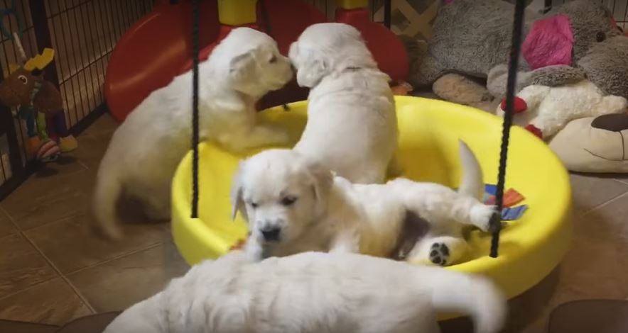 These Puppies Can’t Get Enough Of Their New Swing.…