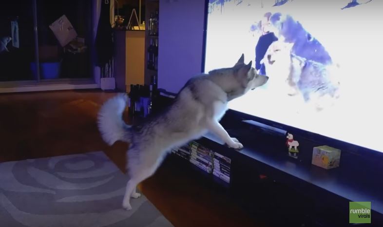 This Husky Is So Thrilled To See A Pack…