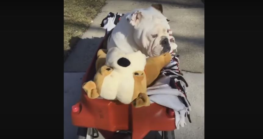 Dog And His Bestie Be Cruising On A Wagon.…