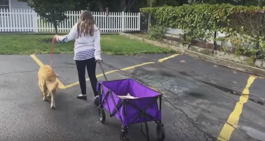 This Girl Is Pulling A Wagon, But Wait Till…