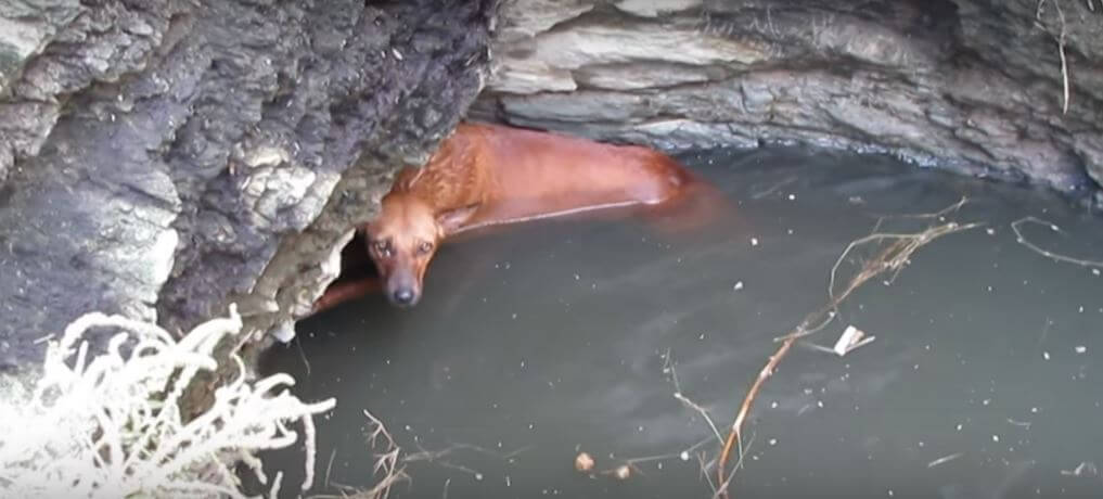 Pup Falls In A Deep Well Filled With Water.…