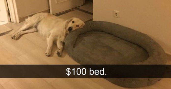 10 Hilarious Dog Snapchats That You Simply Can’t Ignore!