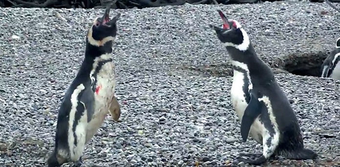 Mr. Penguin Returns Home To Find His ‘Wife’ With A Homewrecker Penguin!