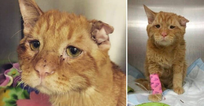 Couple Adopts An ‘Unadoptable’ Cat 24 Hours Before Euthanasia.…