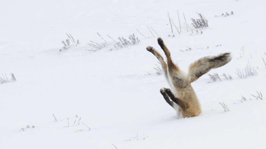 Comedy Wildlife Awards Finals