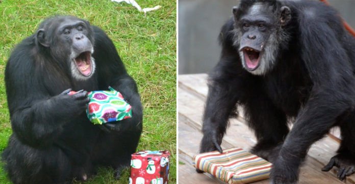 Rescued Chimps Get ‘Chimpmas’ Gifts Every Year And Their Expression Is Just Priceless!