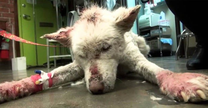 Poor Dog With Infections Was Found Living On A…