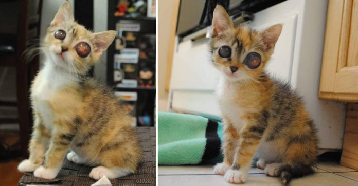 They Came Across A Stray Kitten With Unusual Eyes.…