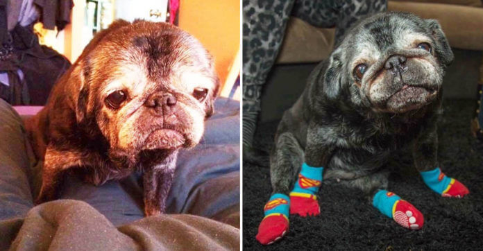 This Senior Pup Was Starting To Get Depressed. Then…