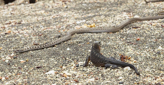 How This Iguana Escaped Snakes Is The Most Intense…