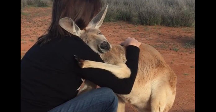 Every Morning Rescued Kangaroo Shows Humans How Much She Appreciates Their Help!