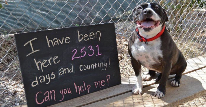 This Pooch Has Been In The Shelter For 2,531,…