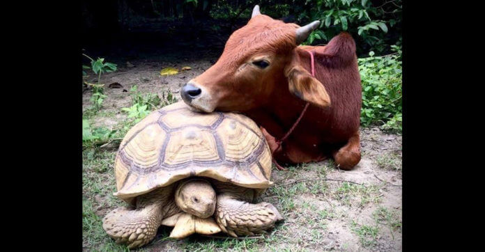 Baby Cow With A Broken Leg And Giant Tortoise With A Broken Spirit Fall In Love With Each Other!