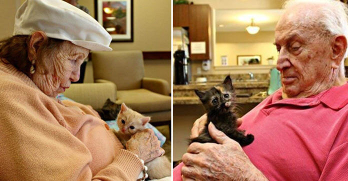 Where These Shelter Kittens Find Love, Care And Comfort…