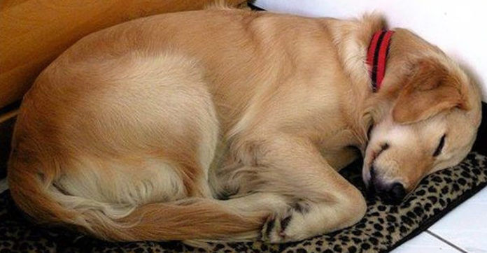 Strange Dog Kept Sneaking Into Her Home To Sleep.…