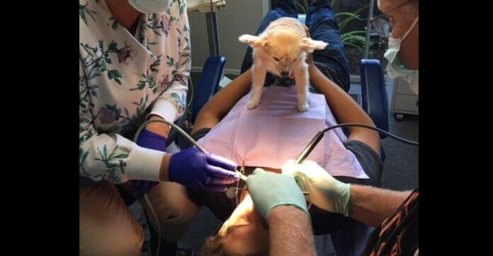 Adorable Toothless Senior Dog Becomes The Best Dental Therapy…