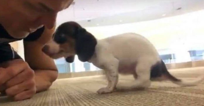 Breeder Discarded This Special Puppy Because He Was ‘Defective’.…