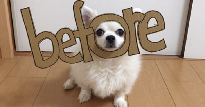 This Woman Created Hilarious Cosplay Costumes For Her Dog…