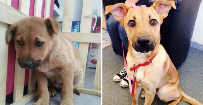 12 Photos Of Before And After Shelter Dogs Were…