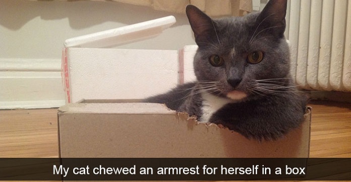 15 Hilarious Cat Snapchats That You Have To See……