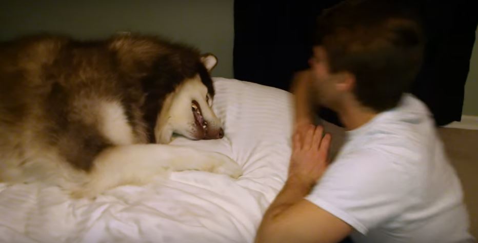 Dad Playfully Annoys Massive Pooch. What Happens Next? Human…