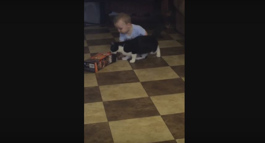 Baby And His Cat BFF Are Inseparable. Cuteness For Days!!!