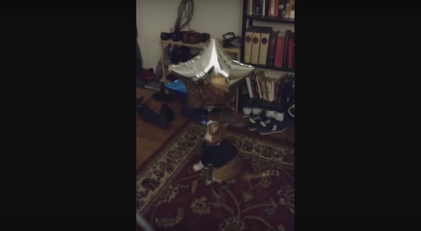 Watching This Cat Play With His Two Balloons Is…