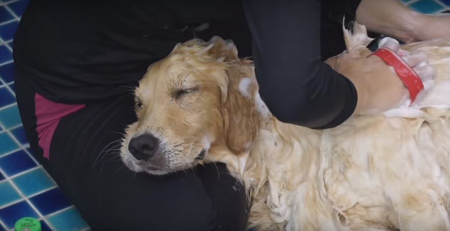 This Golden Retriever Is On Cloud Nine While Having…