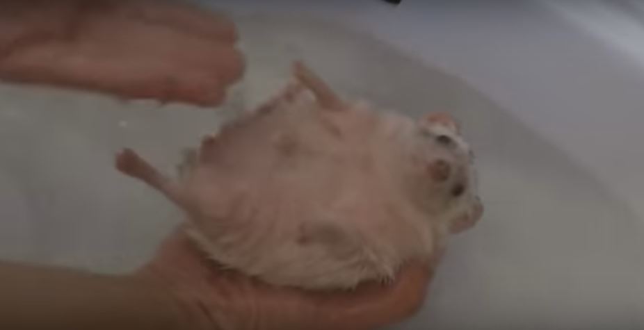 This Hedgehog Loves Bath Time More Than Anything Else. So Heartmeltingly Cute!