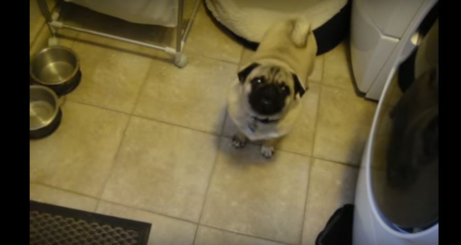 Mom Tells Pet Pug To Go To Bed. What…