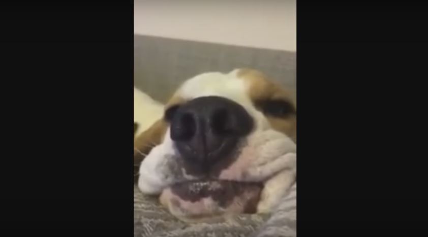 Pooch Makes The Cutest Sound When He Begs For…