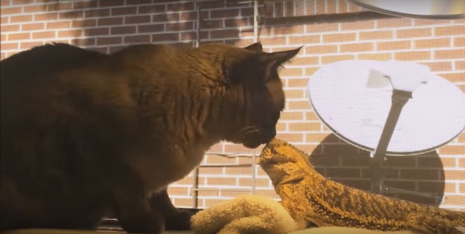 Bearded Dragon And Kitty Didn’t Wanna Hang Out With Other Animals… Until They Met Each Other!