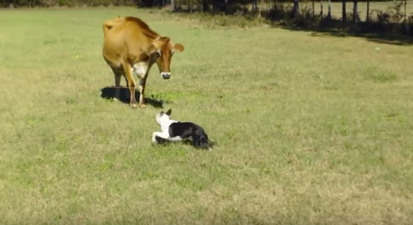 Dog And Cow Develop An Unlikely Bond. Now They Be Playing Like Longtime BFFs!