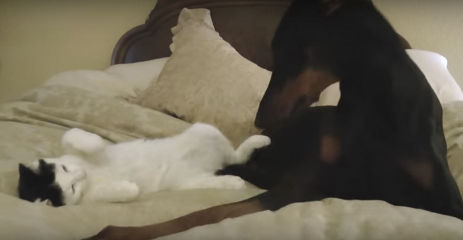 Bonding Moment Between Kitten And Doberman Is Too Cute…