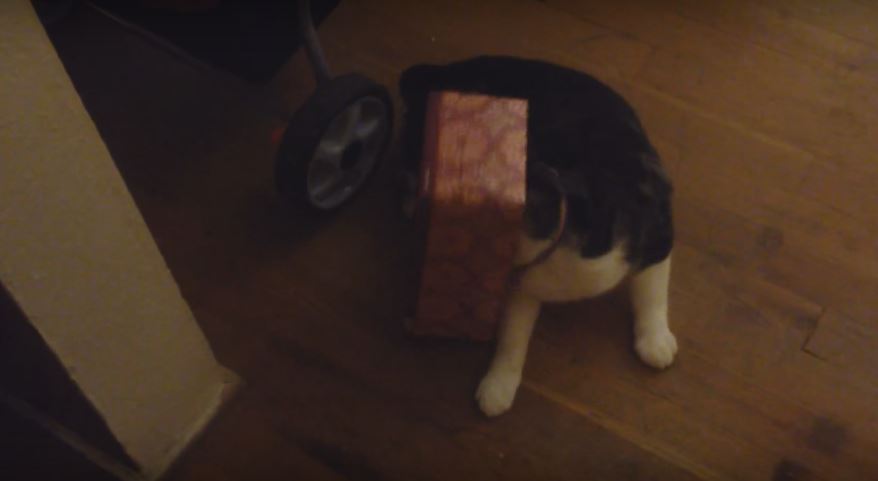 Cat’s Head Gets Trapped Inside A Tissue Box. Watch…