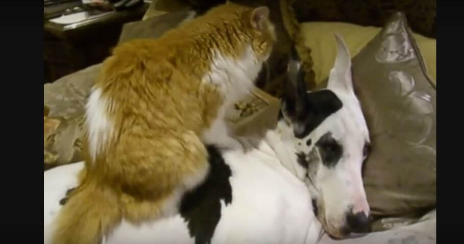 Cat Gives Five Star Massage To Dog. This Is…