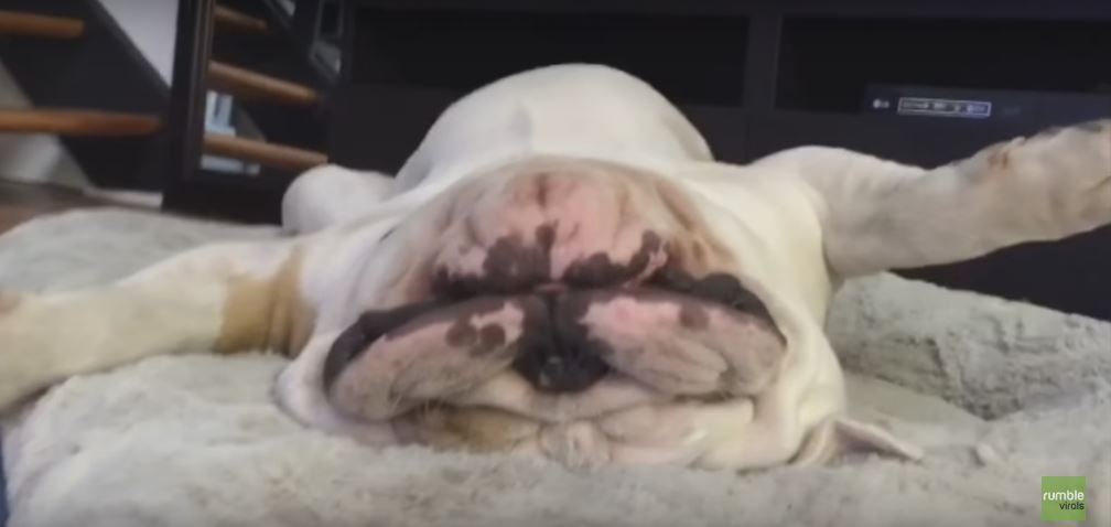 This Bulldog, Who Doesn’t Have A Care In The…