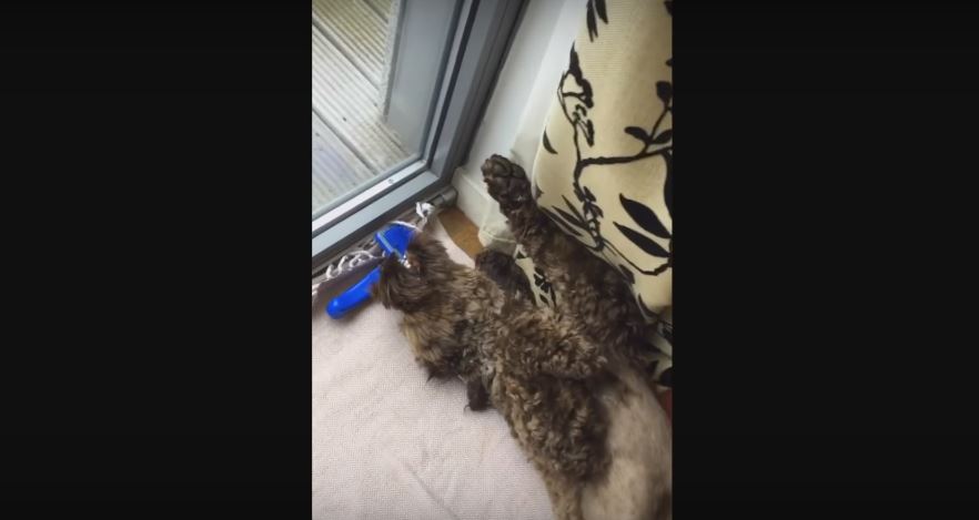 Australian Labradoodle Has Quite An Interesting Pre-Sleep Ritual–Chewing On…