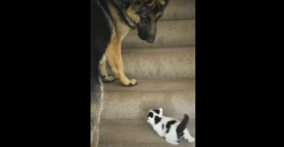 Tiny Kitten Is Having Trouble Climbing The Stairs. What…