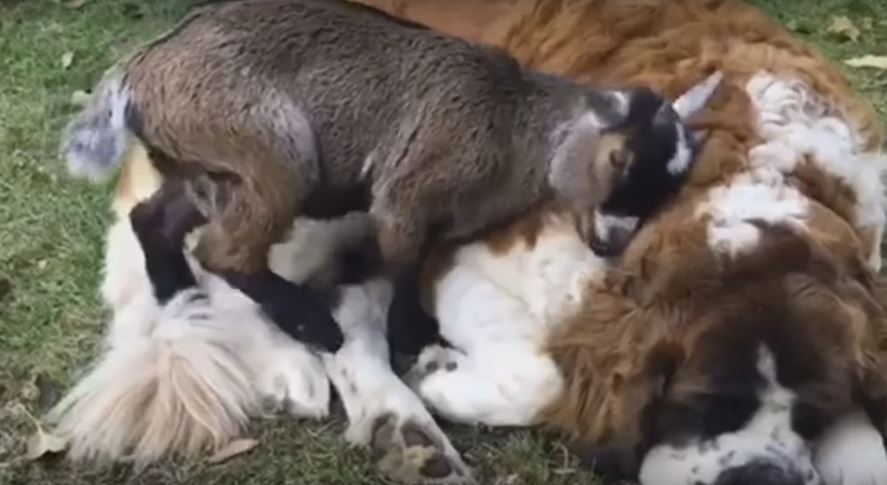 Baby Goat Cozies Up With His Massive Saint Bernard…