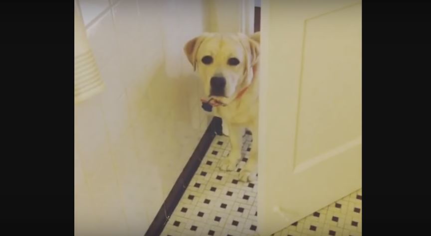 Labrador Keeps Creeping Up On His Mom. Such A…