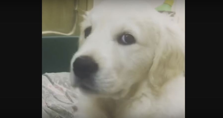 Puppy Is Extremely Weirded Out By Her Own Hiccups.…