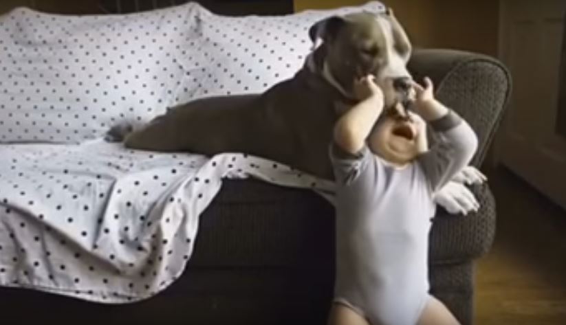 This Afternoon Bonding Between Baby And Pit Bull Is…