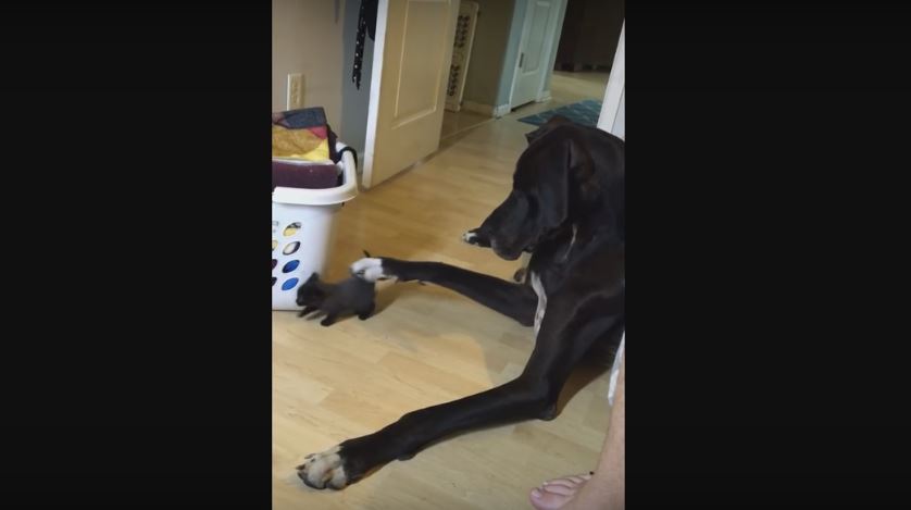 Giant Great Dane Gets Introduced To Tiny Kittens. Cuteness…